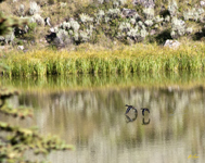 Mallard and Ringnecked Duck
